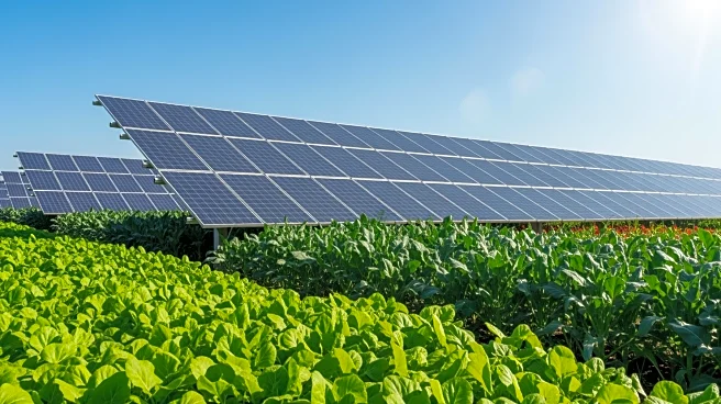 Enel Launches GulfStar Solar Power Plant in Texas with Agrivoltaics Initiative