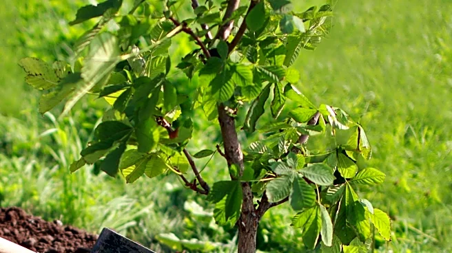 Augusta Chronicle: Fall Planting Tips for Trees and Shrubs to Enhance Spring Growth