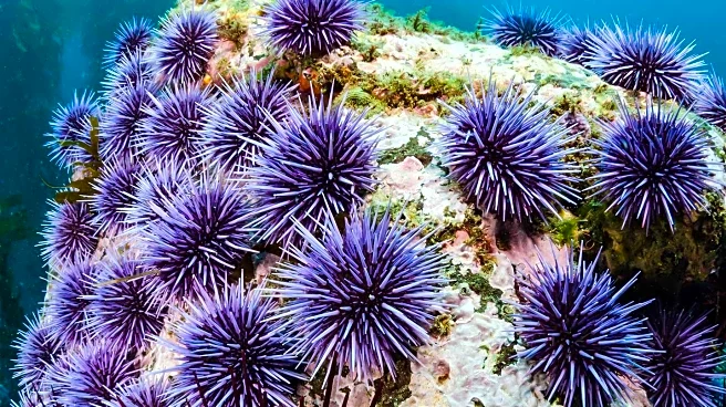 Marine-Derived Compound Shows Promise in Prostate Cancer Treatment