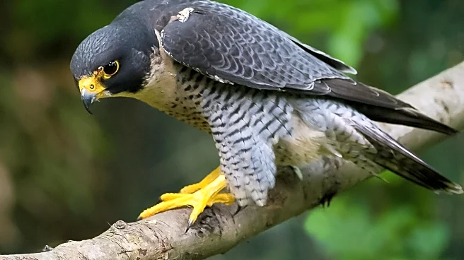 Peregrine Falcon Livestream 'Nestflix' Captivates Australian Audiences