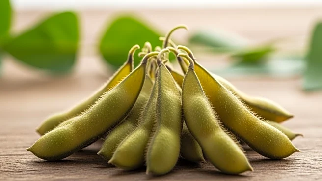 Soybeans End Week Higher Amid Volatile Grain Markets