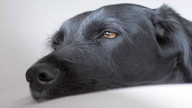 Veterinarians Highlight Subtle Signs of Anxiety in Dogs and Their Impact on Pet Welfare