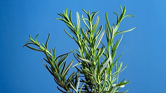 University of Pennsylvania Researchers Validate Rosemary's Role in Scarless Skin Healing