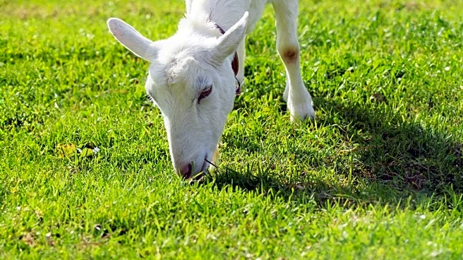 Chattanooga Audubon Society Utilizes Goats for Island Restoration Efforts