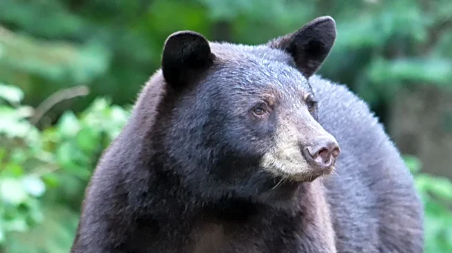 Black Bear Named Charlie Becomes Local Celebrity at Lake Tahoe Skating Rink