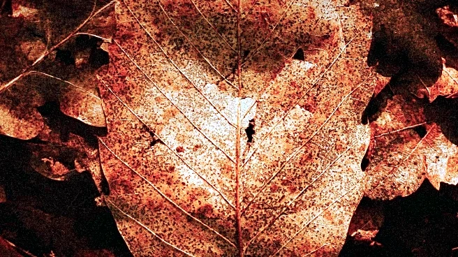 Environmental Experts Advocate for Leaving Fallen Leaves to Support Wildlife and Reduce Waste