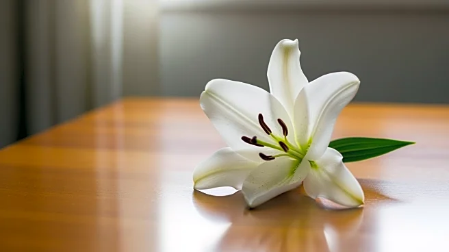 Tottenham Supports Destiny Udogie After Alleged Gun Threat Incident