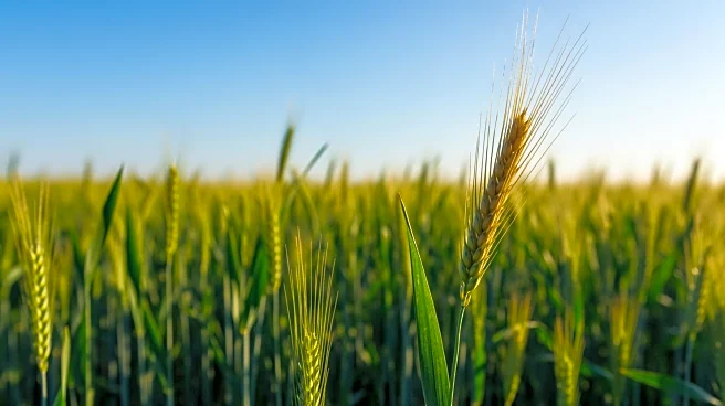 Wheat Farming Faces Climate Challenges and Rust Threats, Innovations Aim to Secure Future