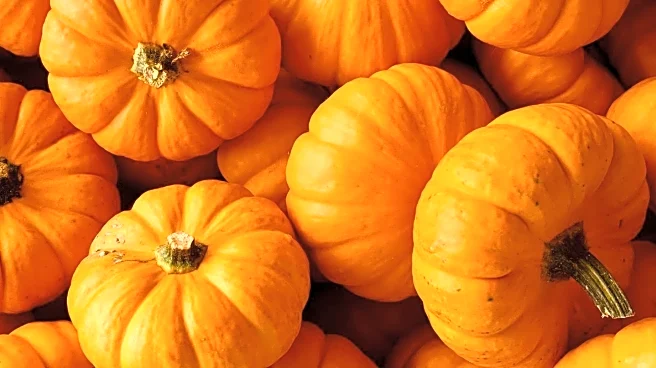 Columbia Farmers Market Hosts Successful Pumpkin Composting Event