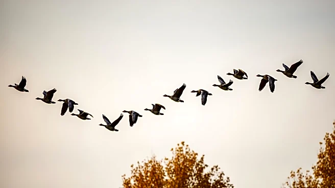 Geese Migration Patterns Shift Due to Climate Change and Seasonal Changes