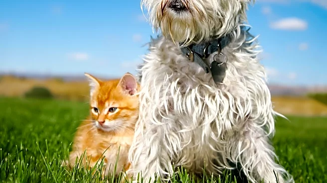 Dog Breeds Identified for Their Low-Maintenance and Independent Nature