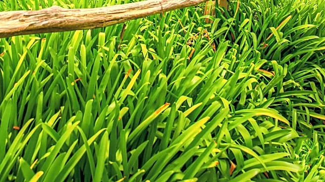 Slow Food Initiative Promotes Medicinal Gardens to Preserve Indigenous Culture and Biodiversity