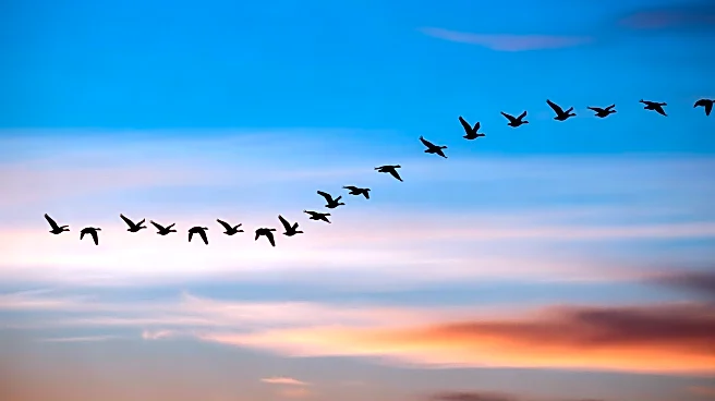 Geese Migration Patterns Shift Due to Climate Change