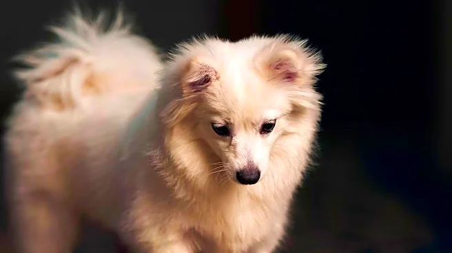 AKC Canine Health Foundation Hosts VIP Event Celebrating Canine Health Innovations