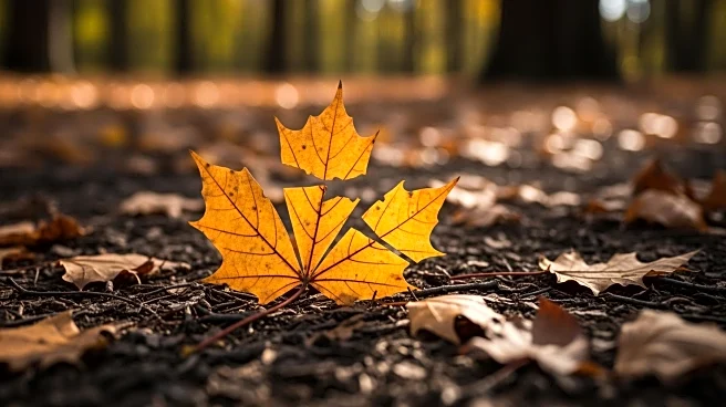 Maple Grove's 23-Game Winning Streak Ends with Loss to Lakeville South