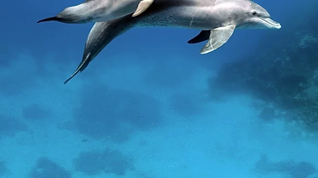 Australian Dolphins Use Sea Sponge Hats in Mating Rituals to Attract Females