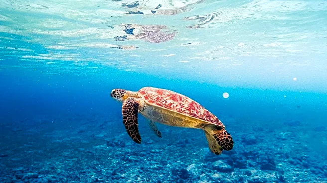 Rescued Sea Turtle Released After Recovery from Boating Accident