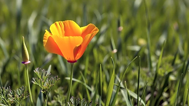 Christine Pelosi Announces Candidacy for California State Senate
