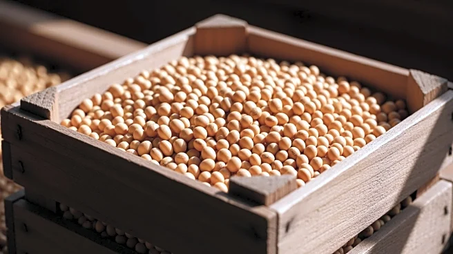 Soybean Market Awaits Chinese Purchases Amid Harvest Completion