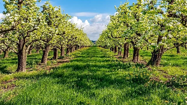 NHS Somerset and National Trust Launch Community Orchard for Veterans' Healing