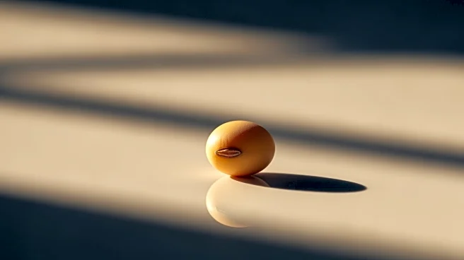 Soybean Farmers Face Economic Strain Amid U.S.-China Trade Tensions