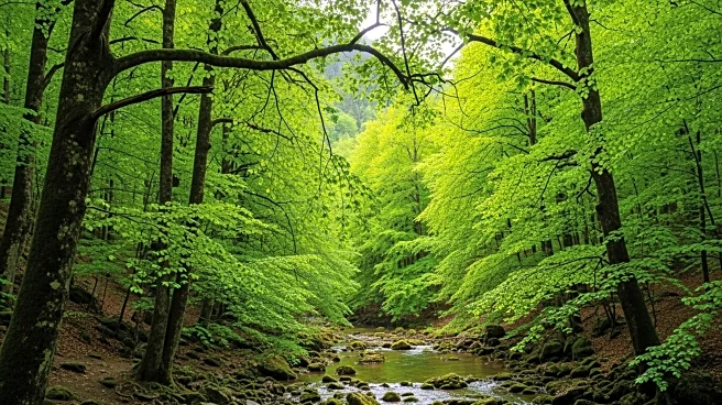 Forestry England Unveils Resilience Strategy to Enhance Woodland Productivity and Ecosystem Health