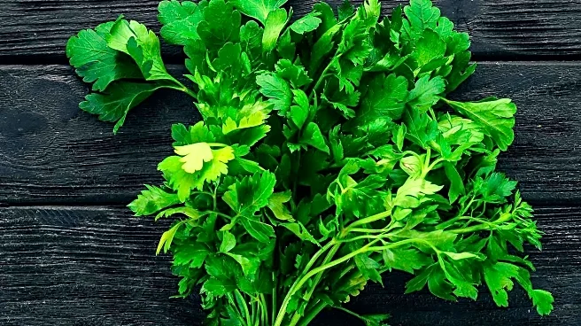 Pacific International Marketing Issues Recall of Italian Parsley Due to Salmonella Risk