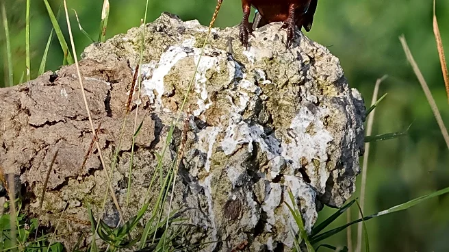 White-Throated Kingfisher Thrives Amid Human Activity in Israel