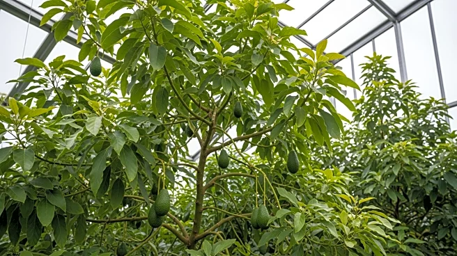 Greenhouse Avocados: A New Frontier in Mediterranean Agriculture