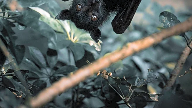 Scottish Scientists Combat Vampire Bat Rabies Threat in Amazon