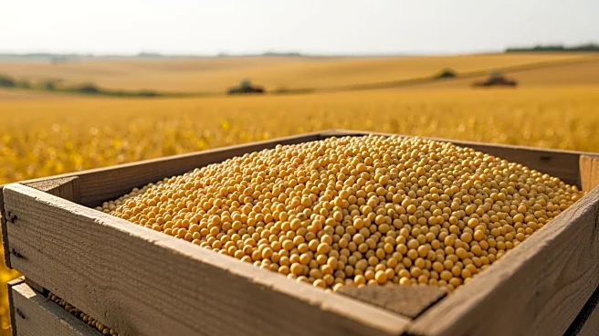 Soybean Farmers Impacted by China's Strategic Shift Amid Trade War