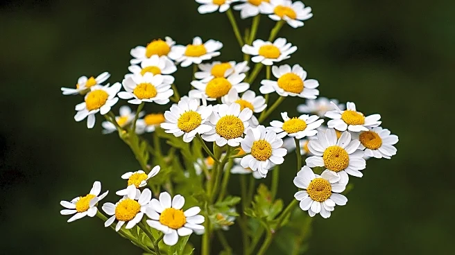 Study Identifies LDLR Family Members as Yellow Fever Virus Entry Receptors