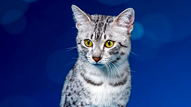 Tiumbio Presents Promising Clinical Data for Tosposertib at SITC 2025