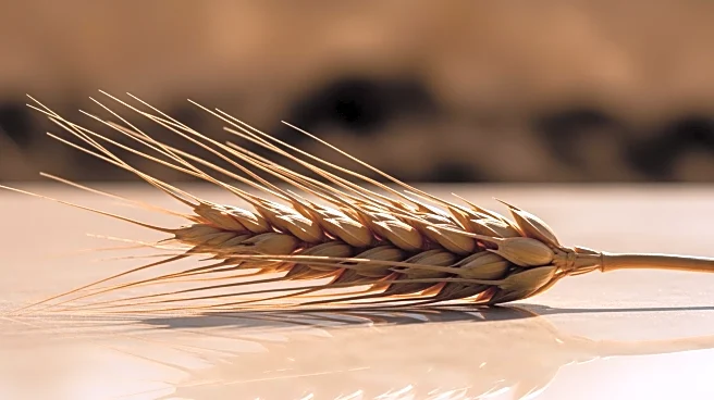 CONSTANS-like Gene Family in Wheat Linked to Heading Date and Drought Stress Response