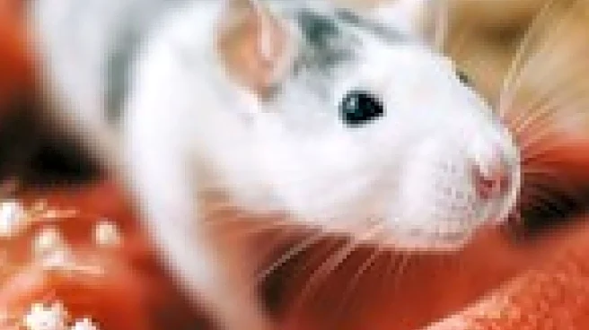 NYU Researchers Discover Estrogen's Impact on Dopamine and Learning in Rats