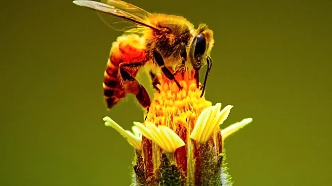 Discovery of 'Lucifer' Bee in Australia Highlights Biodiversity and Conservation Challenges