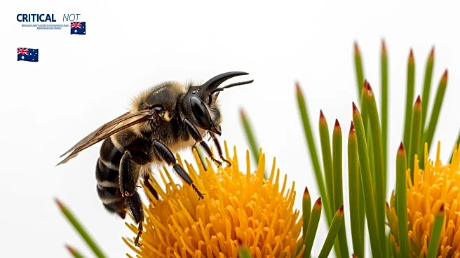 Scientists Discover 'Lucifer' Bee with Devil Horns in Western Australia