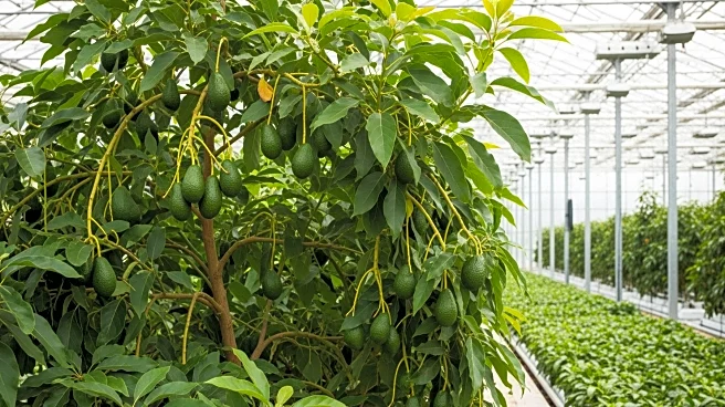 Greenhouse Avocados Revolutionize Mediterranean Agriculture with Enhanced Yield