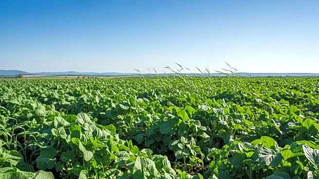 Agriculture as a Tool for Global Security and Stability