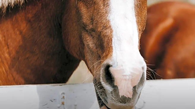 Equine Therapy Program Supports Veterans with PTSD in Kansas City