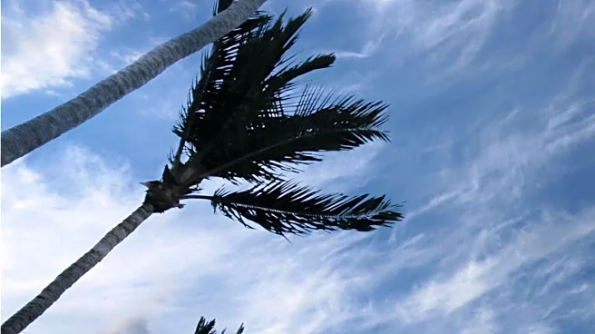 Sheffield Volunteer Tree Surgeon Aids Hurricane Melissa Clean-Up in Jamaica