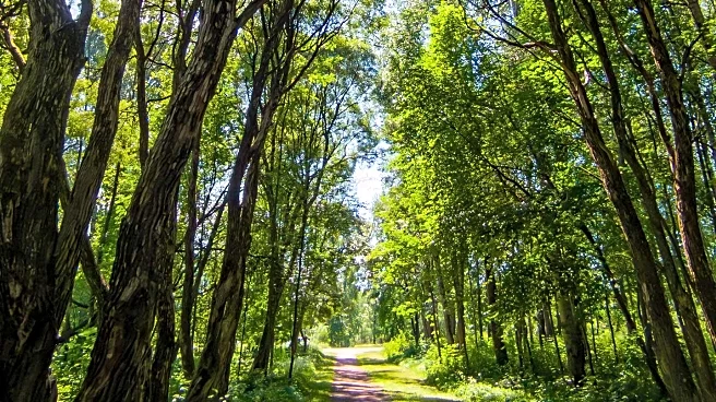 Forestry England Launches Strategy to Enhance Woodland Resilience
