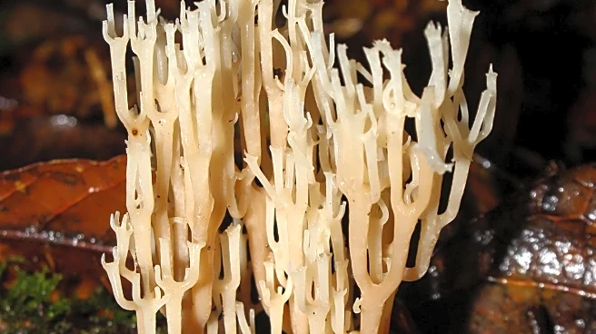Rare Candelabra Coral Fungus Discovered in New Forest National Park