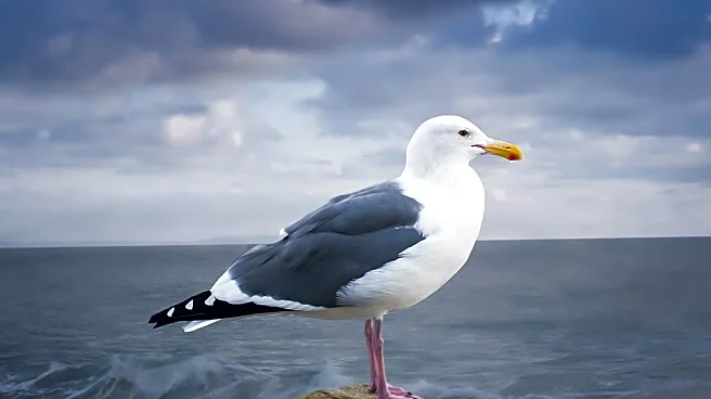 Research Shows Shouting More Effective Than Speaking in Deterring Seagulls from Food Theft