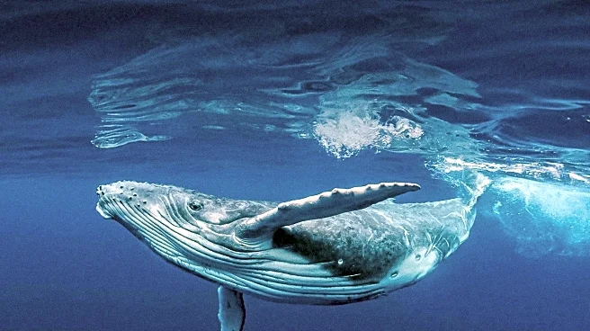 Scientists Discover Whale DNA's Role in Enhancing Human Cell Stability and Cancer Resistance