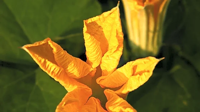 Medical Team Diagnoses Rare Toxic Squash Syndrome in Canadian Woman