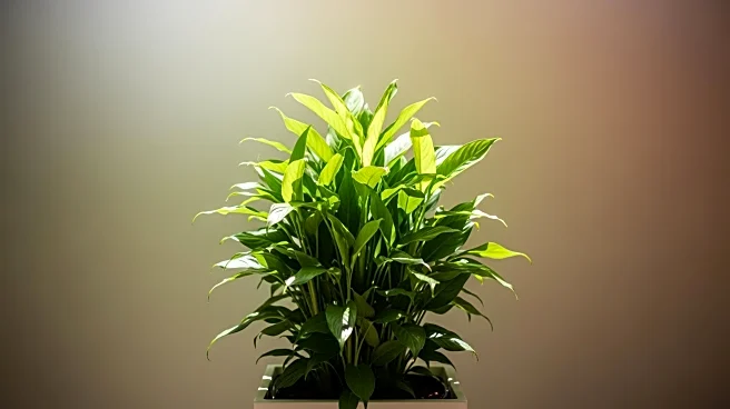 Natural Alternatives International Reports Improved Q1 Financial Results Amid Sales Growth