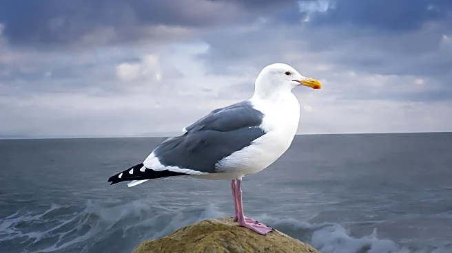 Study Finds Shouting at Seagulls Reduces Their Aggressive Behavior