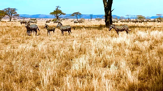 Ethiopia Investigates Viral Hemorrhagic Fever Outbreak Affecting Southern Region