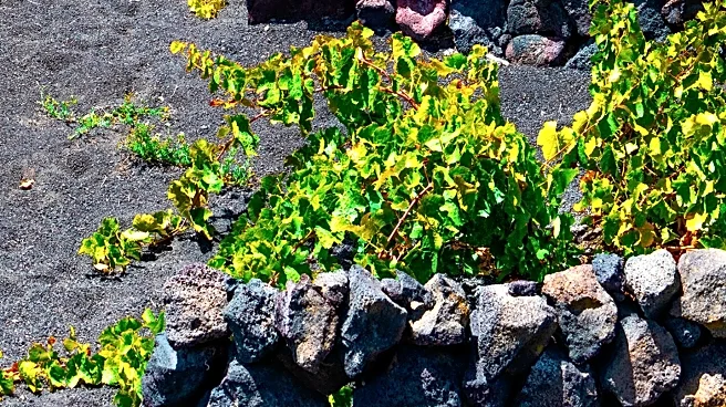 Lanzarote's Unique Farming System Thrives Despite Volcanic Eruptions and Drought